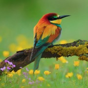 Renkli Kuş